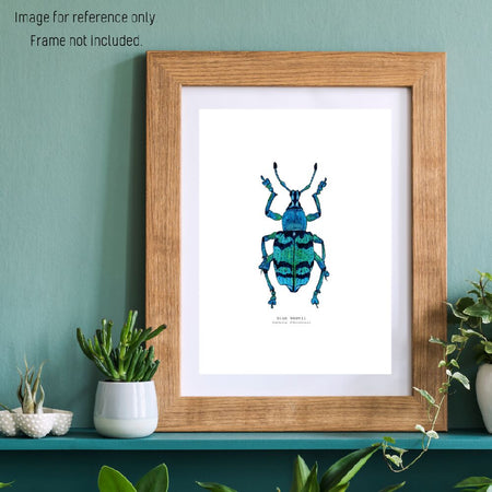 Watercolour Art Print - The Fauna Series - 'Blue Weevil'
