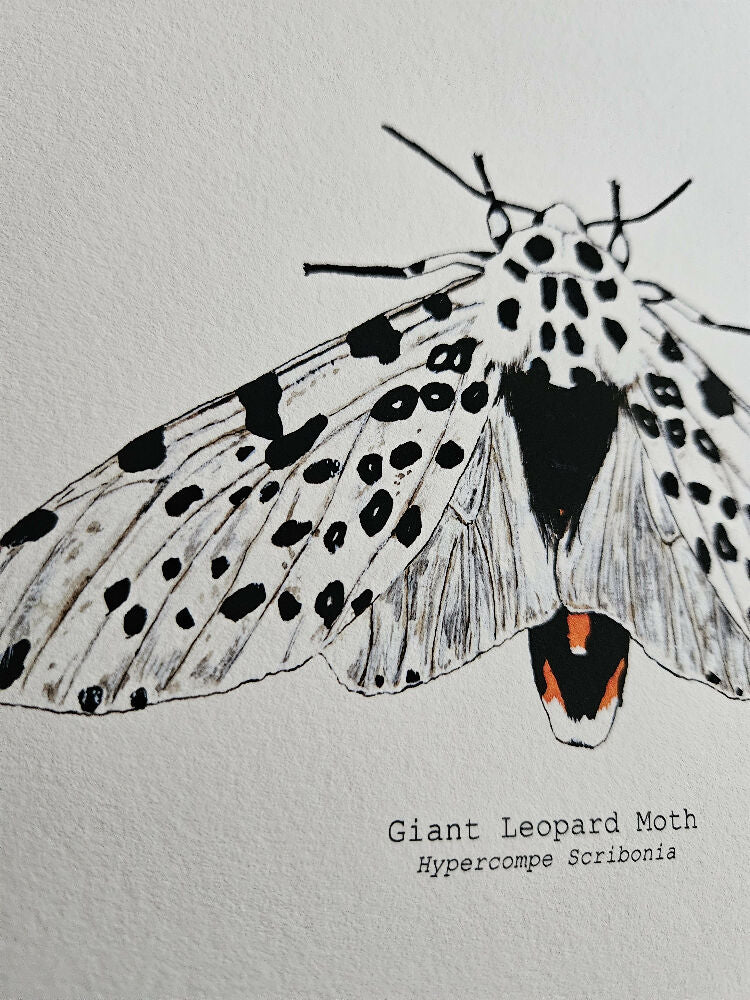 the fauna series - giant leopard moth