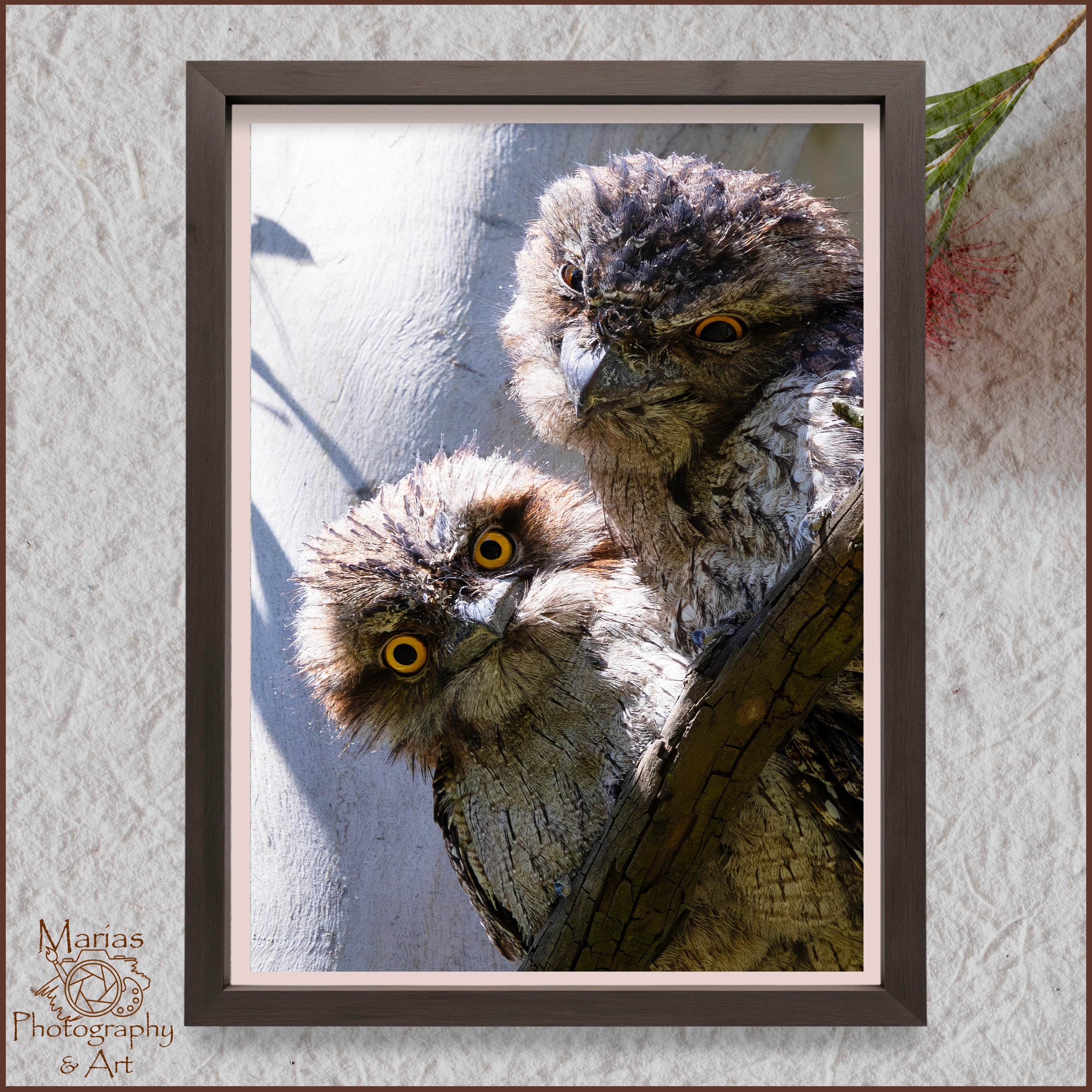 Photographic print | Wall Art | Tawny Frogmouths