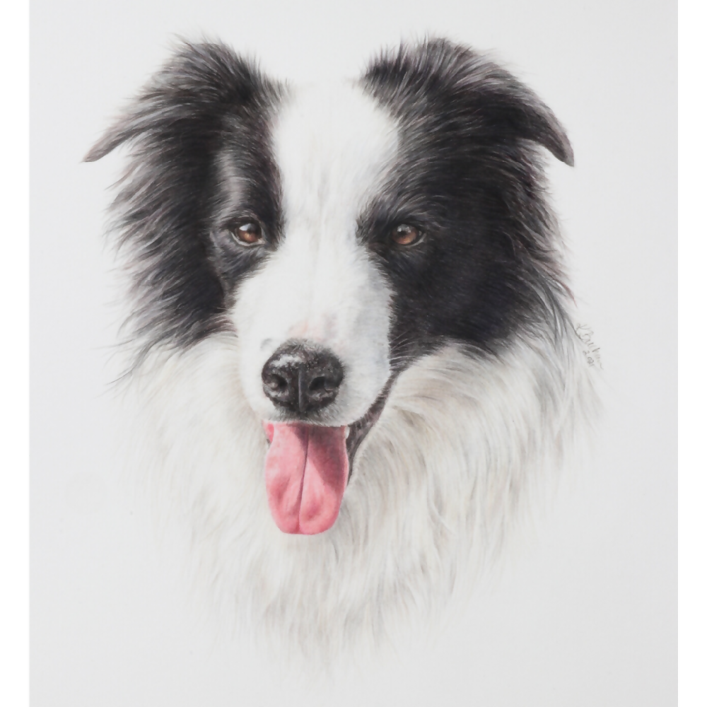 Australian-artist-custom-pet-portrait-dog-border-collie