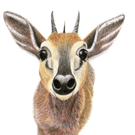 Print - Antelope Drawing in Coloured Pencil