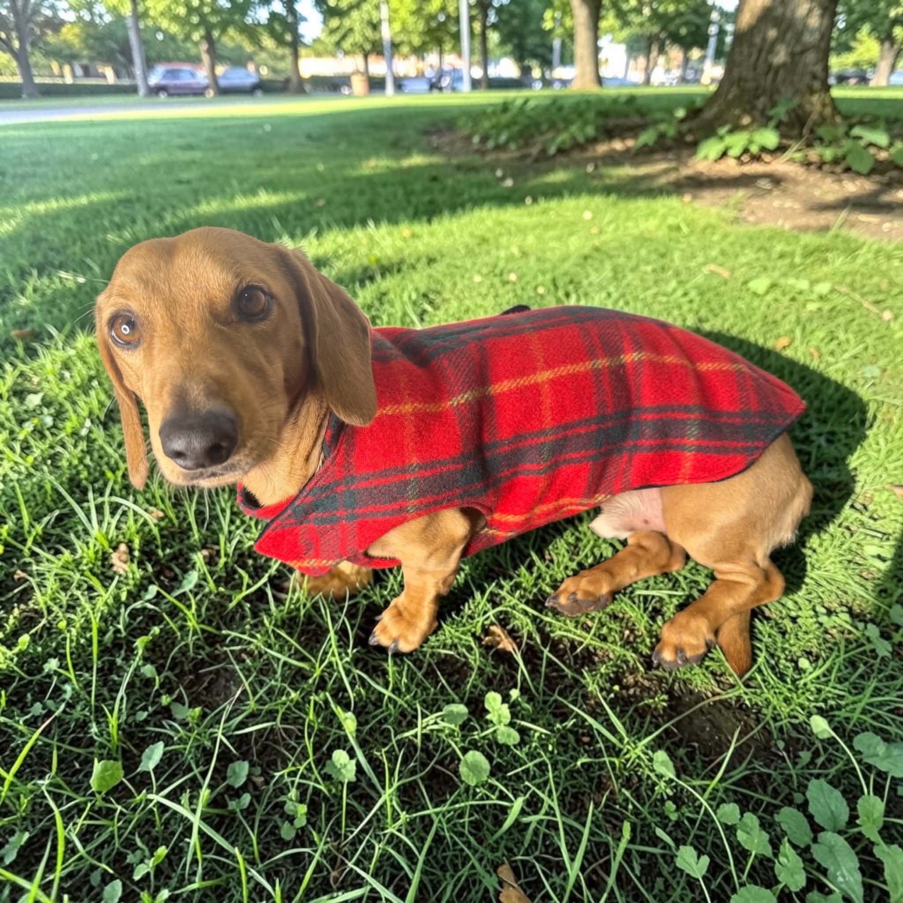 Upcycled woolen dachshund dog, puppy warm coats/jackets