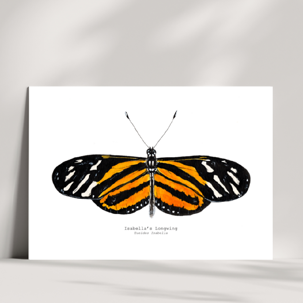 art print - the fauna series - isabellas longwing butterfly