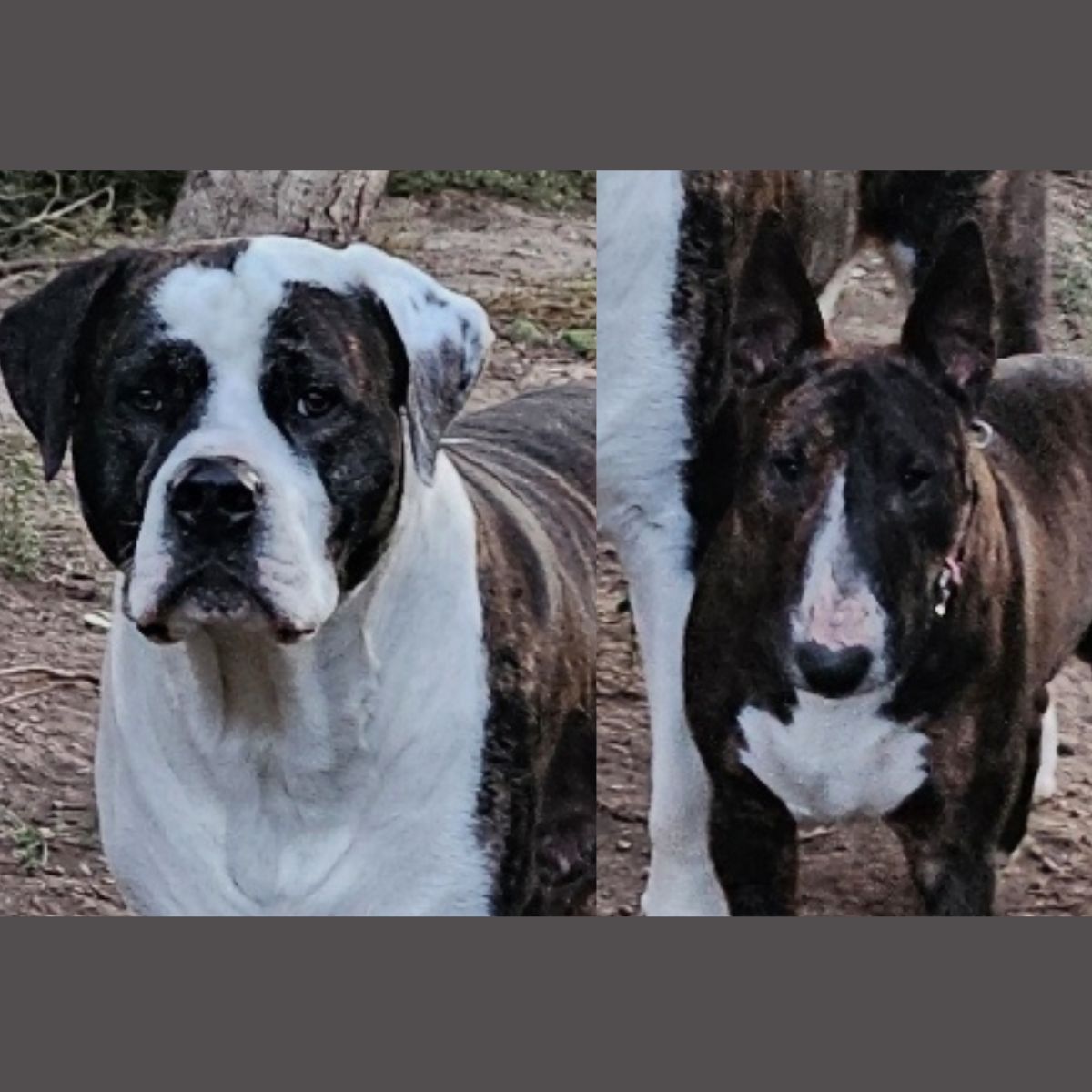 Gifts under $100 - 16x12" Pet portrait commissions - fit 2 pets