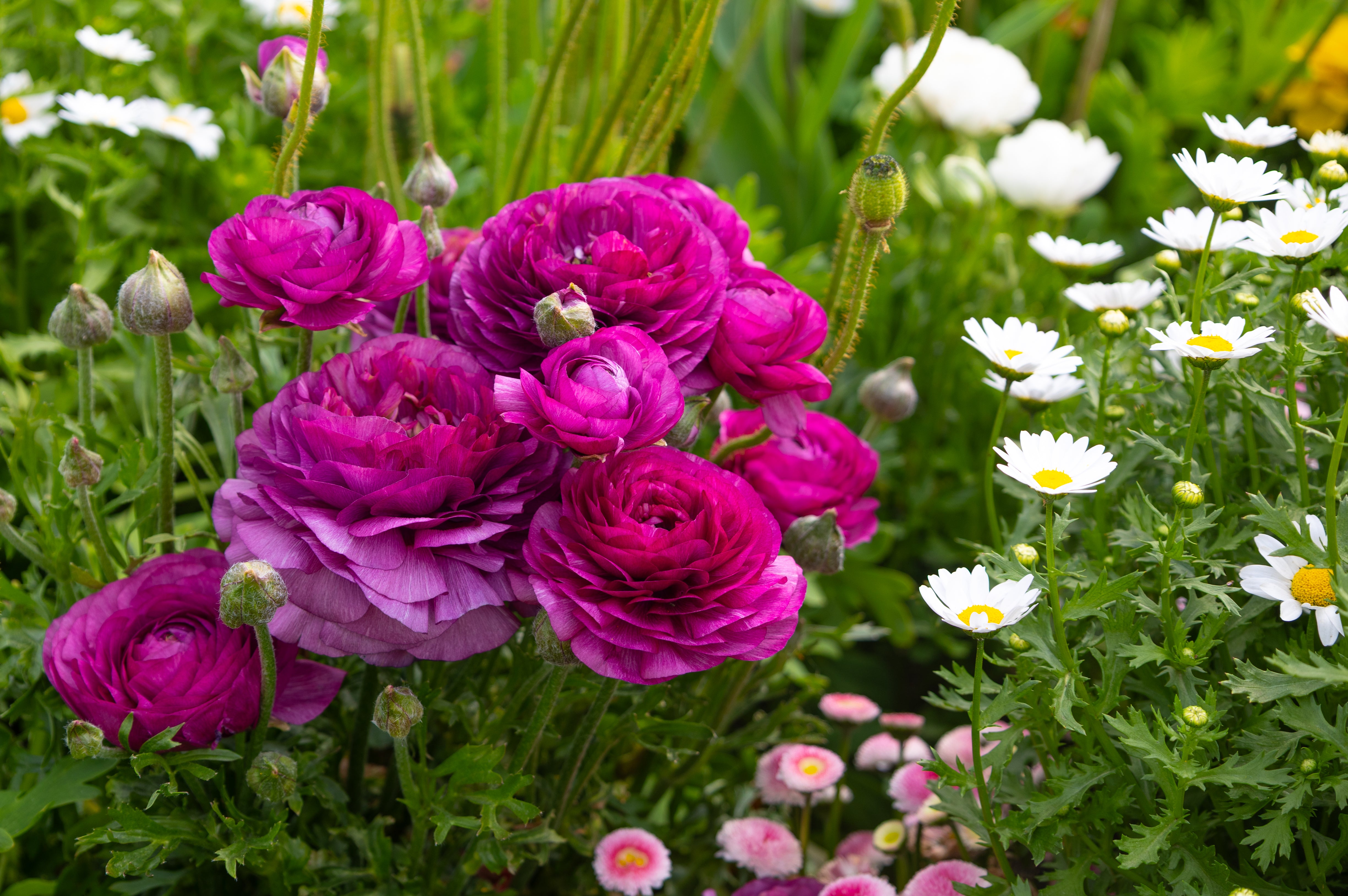 Photographic Print | Wall Art | Flowers