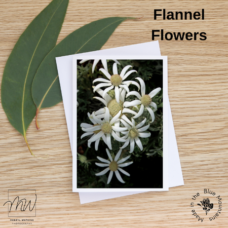 Blank Greeting Card - Flannel Flowers Photo