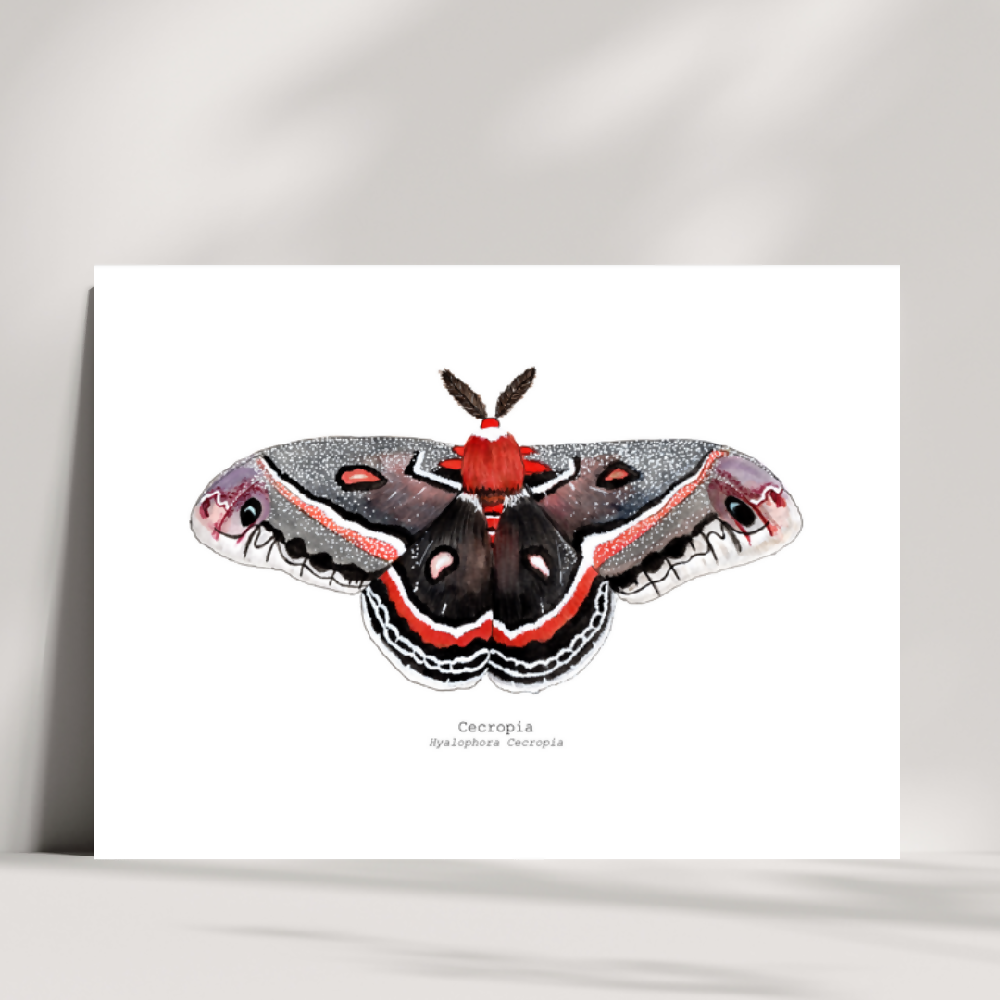 the fauna series - cecropia moth