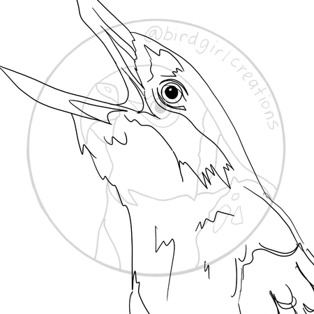 Kookaburra colouring page PDF