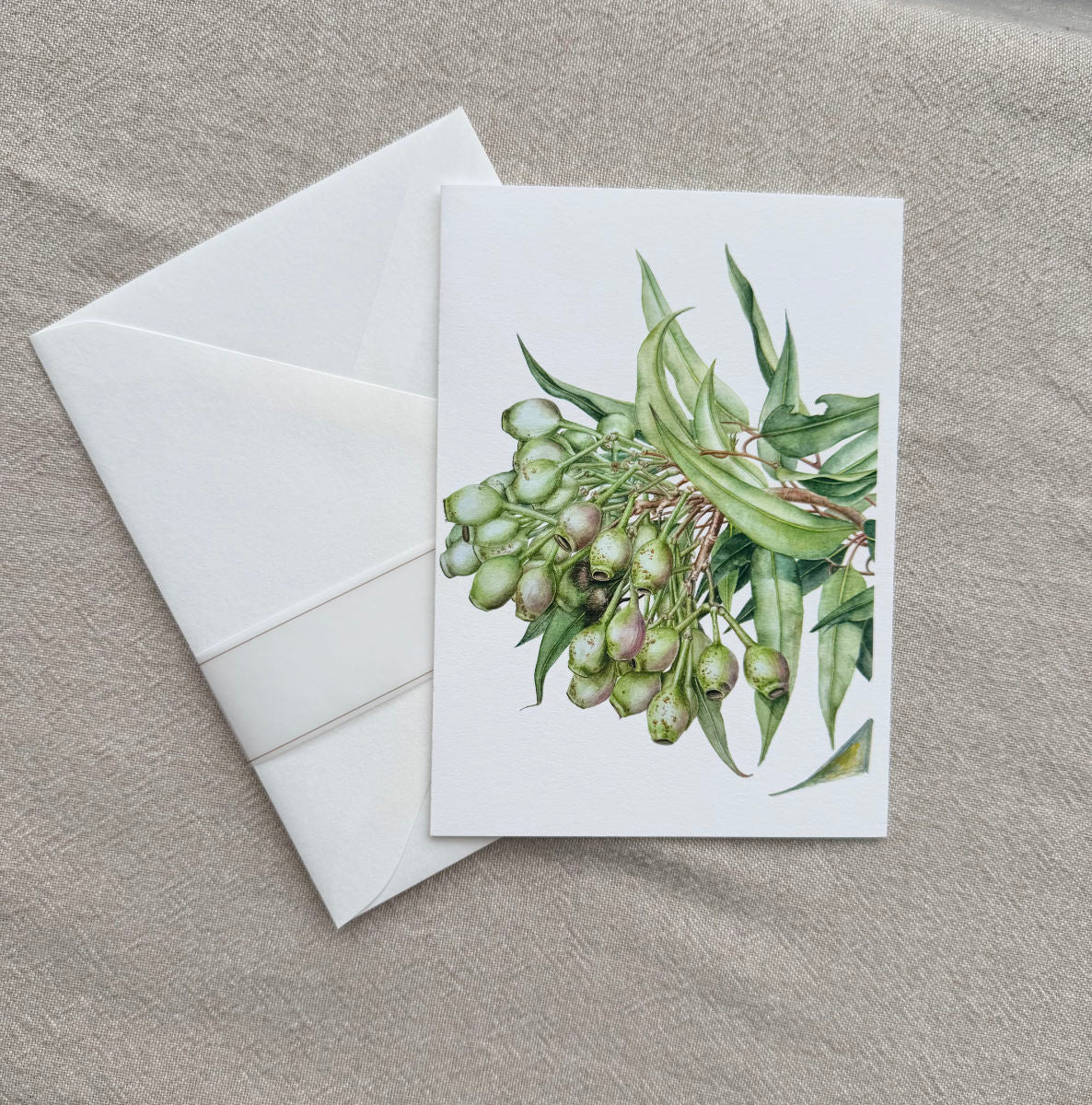 Flowering Gum Card (Corymbia ficifolia)/Gum nuts - Premium Botanical Print