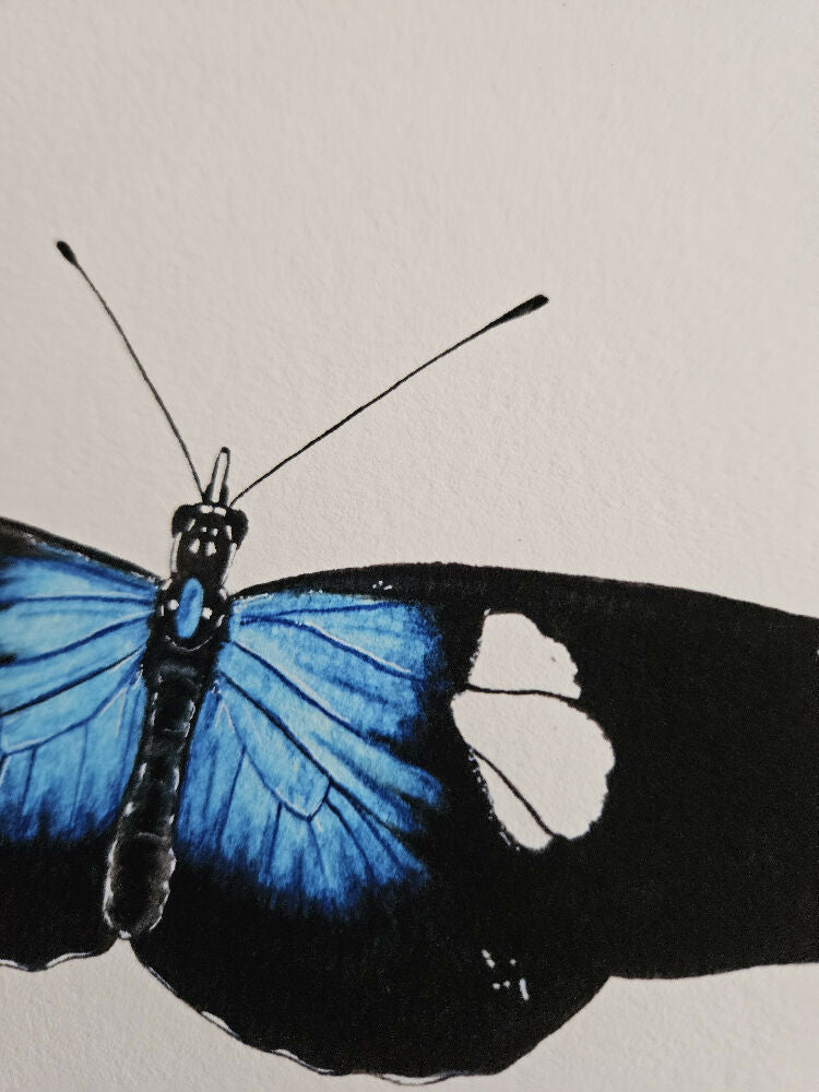 the fauna series - sara longwing butterfly