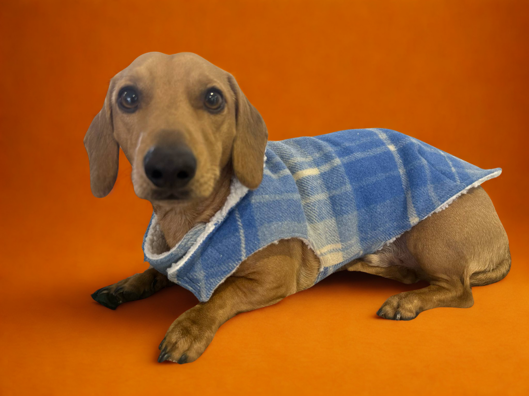 Upcycled woolen dachshund dog, puppy warm coats/jackets