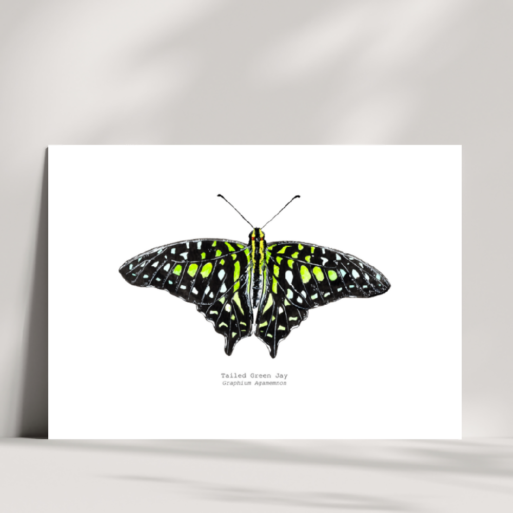 The Fauna Series - Tailed Green Jay Butterfly