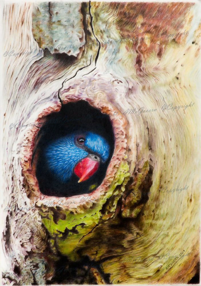 LORIKEET-WEB-720x1024-Watermark