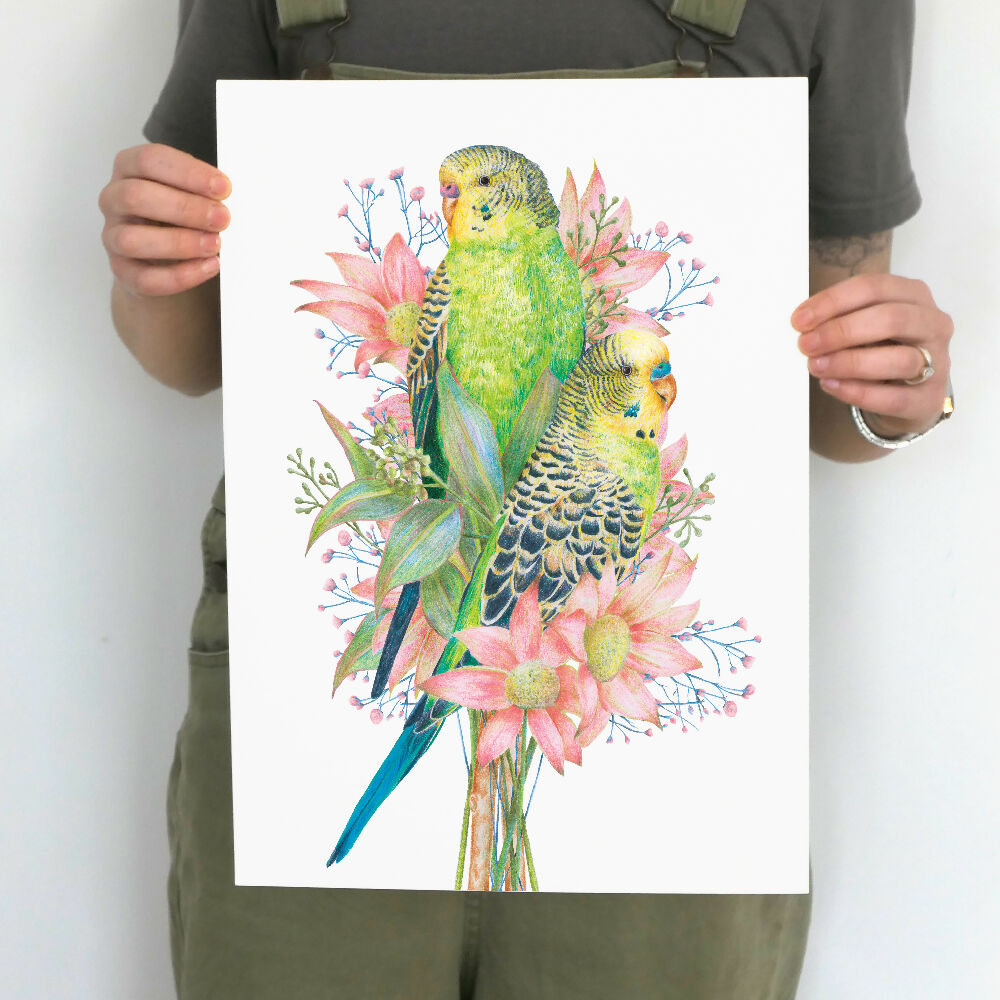 A3 art print of budgerigars amongst Australian native flowers, illustrated by Australian artist Kayla Reay.