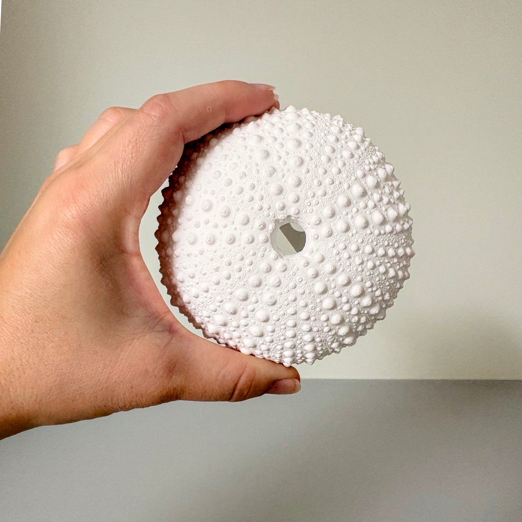 sea urchin art piece, wall hanging