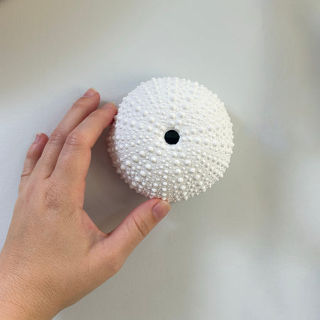 sea urchin art piece, wall hanging