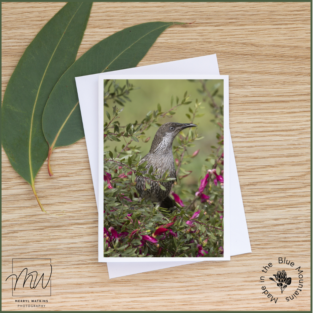Blank Greeting Card - Little Wattlebird in an Emu Bush Photo