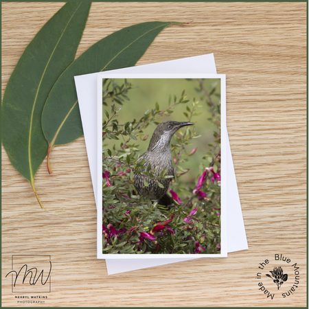 Blank Greeting Card - Little Wattlebird in an Emu Bush Photo