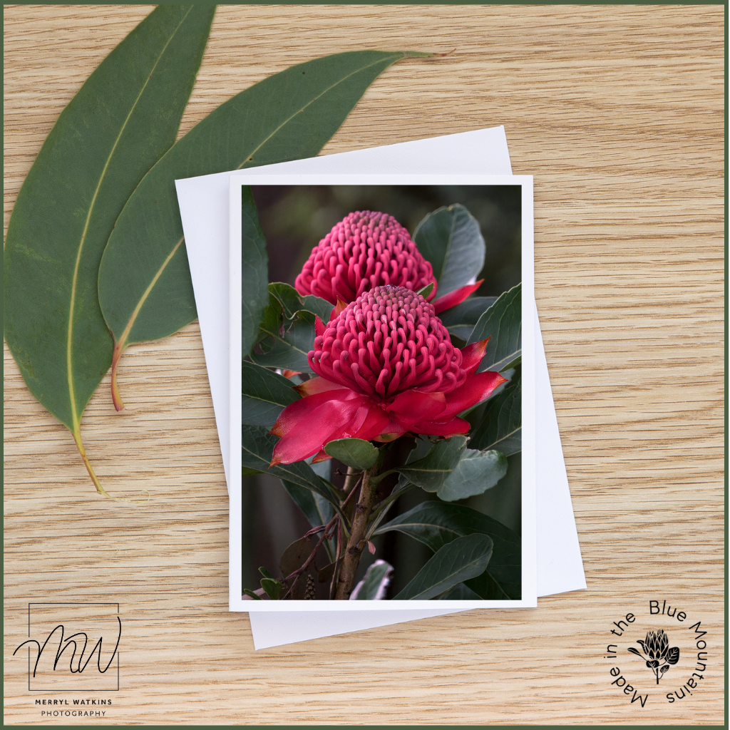 Blank Greeting Card - Waratah with Raindrop
