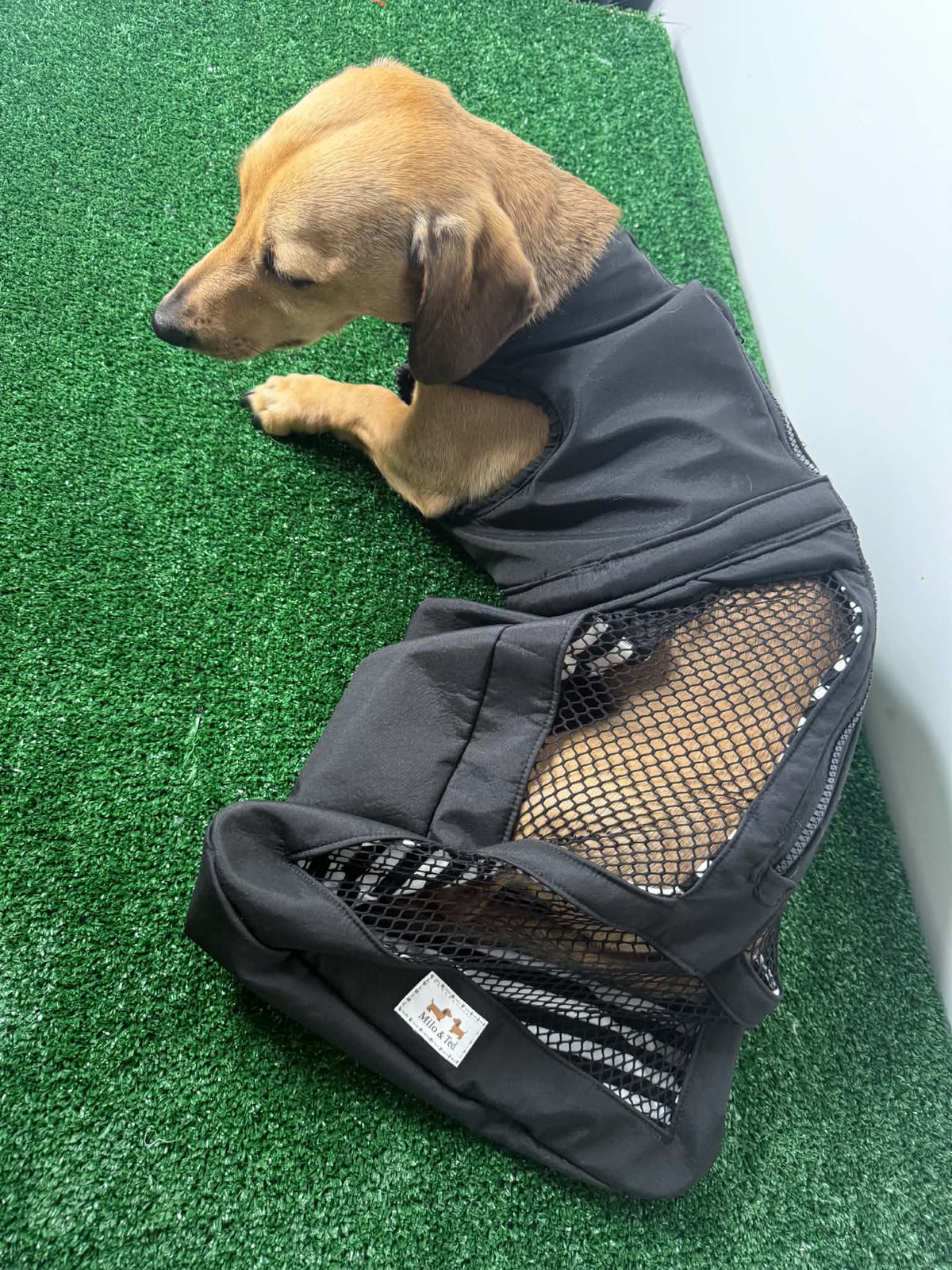 Dachshund Drag Bag/Indoor Mobility Suit/Drag suit/for dog with hind-leg paralysis, weakness, or IVDD recovery