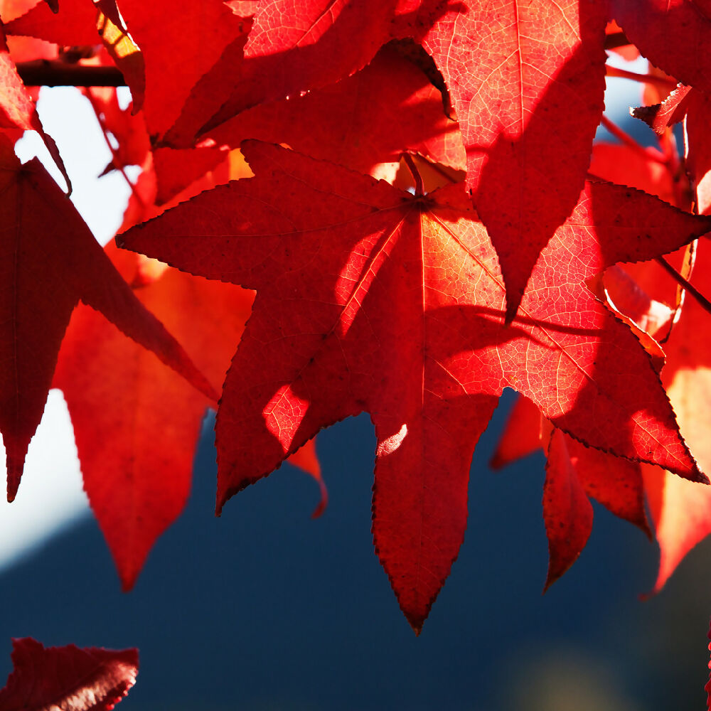 0033_Autumn-Splendour-1024x1024-WEB