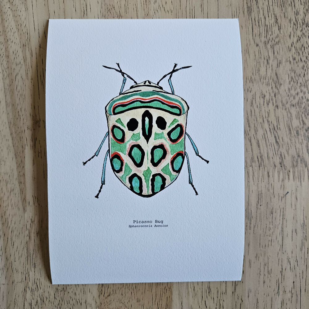 the fauna series - picasso bug