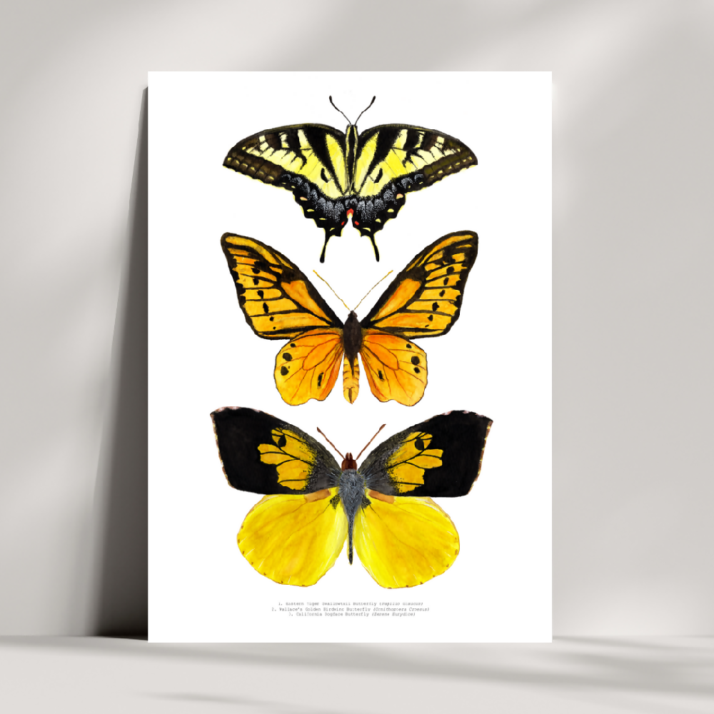 Watercolour Art Print - The Fauna Series - 'Yellow Butterfly Trio'