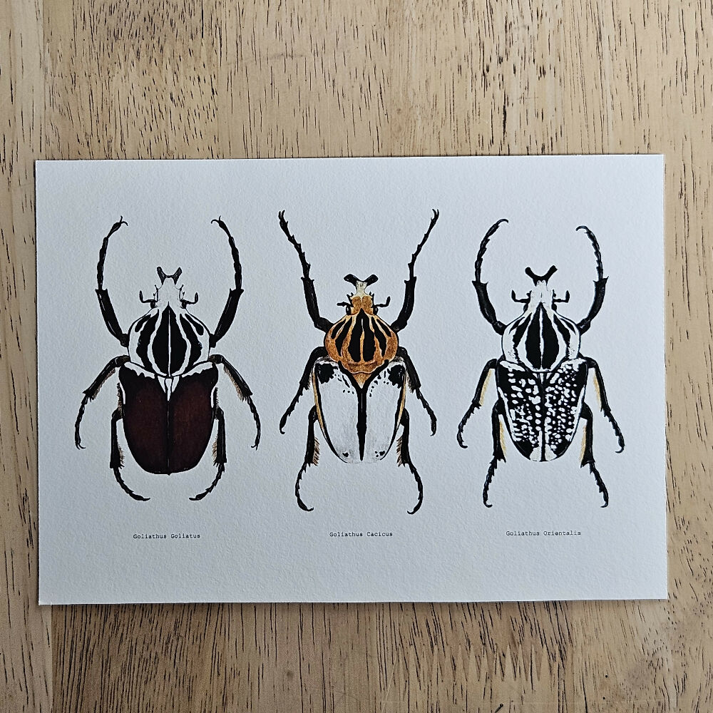 art print - the fauna series - goliath beetle trio