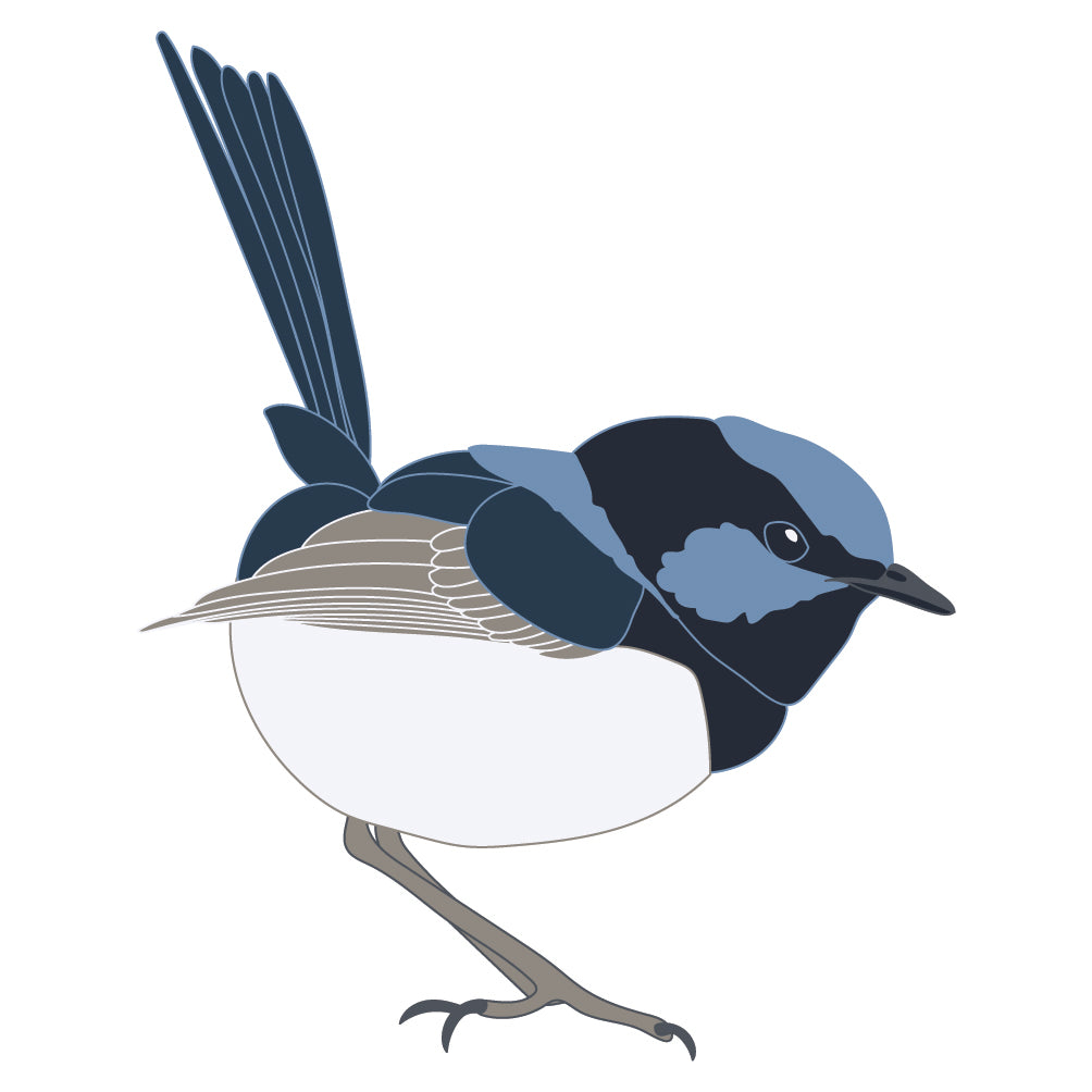 Superb Blue Fairy Wren Bird Sticker