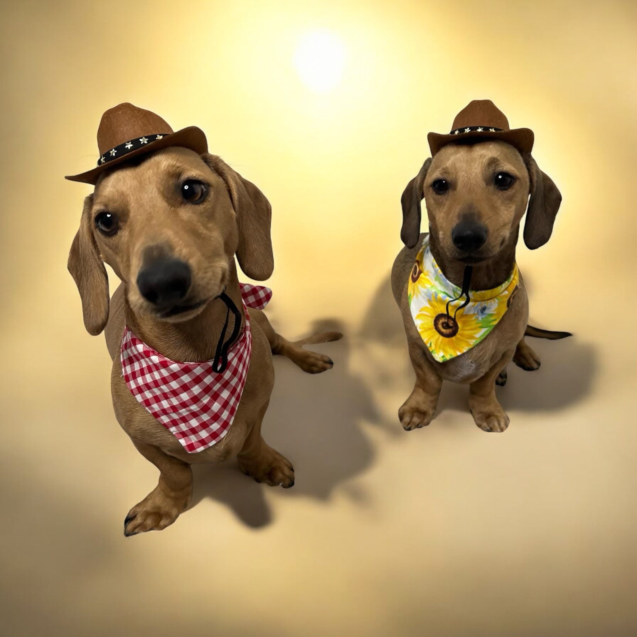 Cowboy bandana and cowboy hat set costume for pet, dog, cat