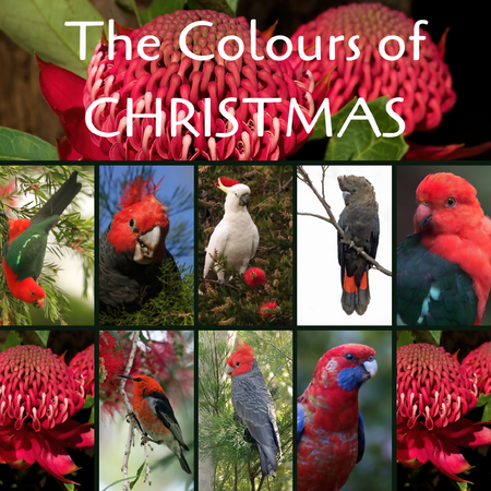 Blank Greeting Cards - Colours of Christmas Collection