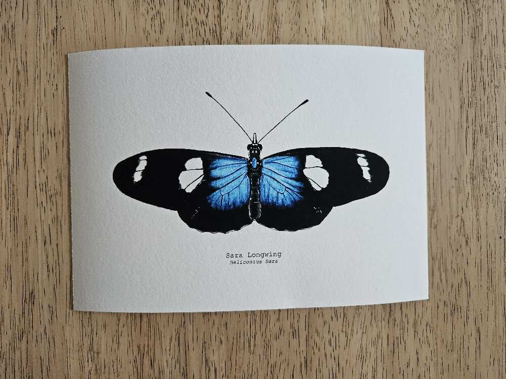 the fauna series - sara longwing butterfly