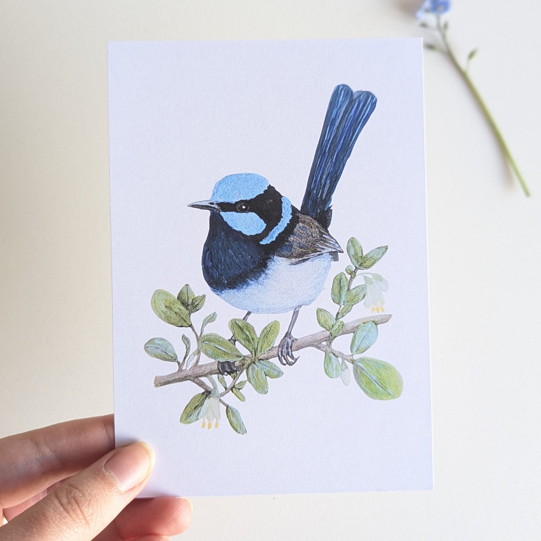 Superb Fairy-wren Australian Bird Art Postcard