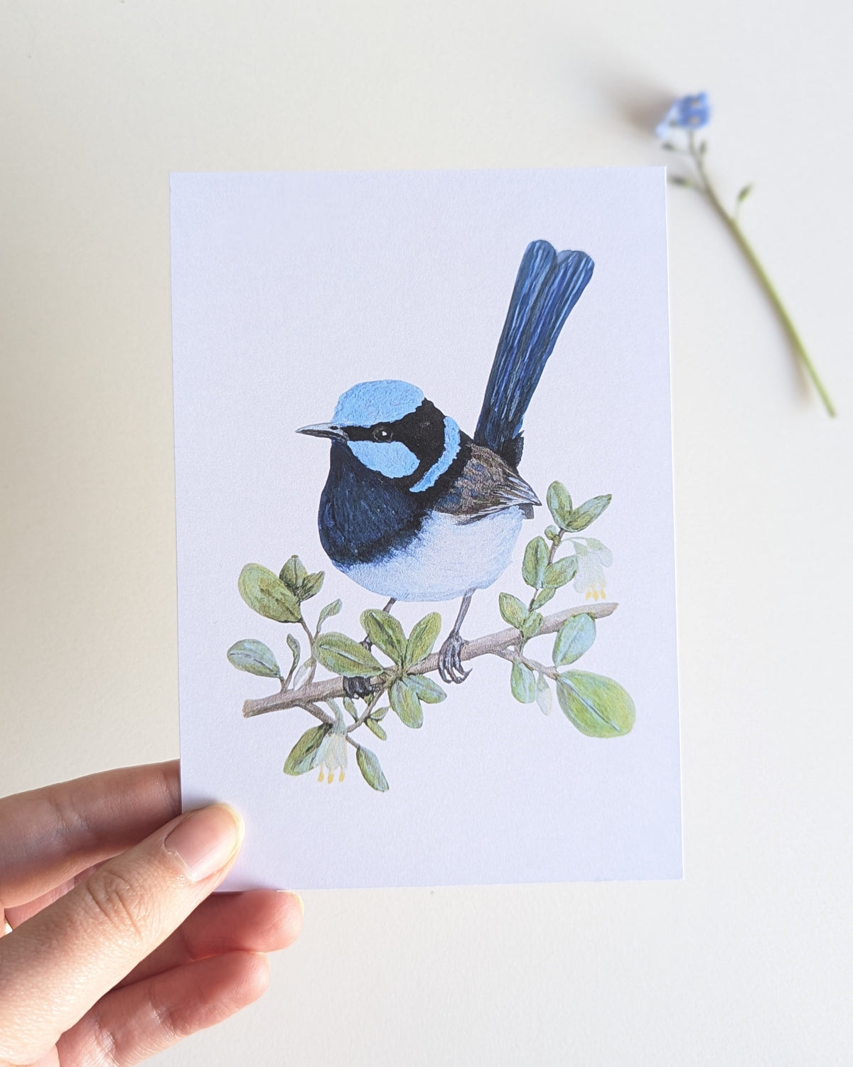Superb Fairy-wren Australian Bird Art Postcard