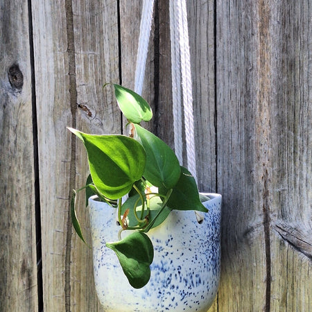 Pottery planter for plants