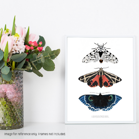 Watercolour Art Print - The Fauna Series - 'Moth Trio'