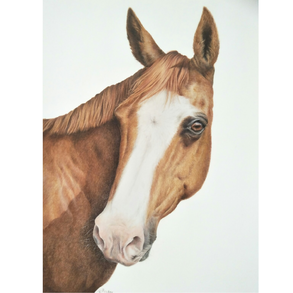 Australian-artist-custom-pet-portrait-horse-quarterhorse