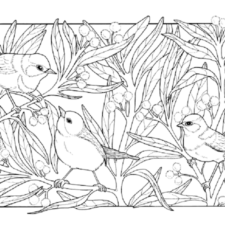 Fairy Wrens in the Wattle - Colouring Page - Digital Download