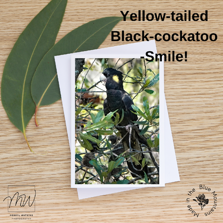 Blank Greeting Card - Smile! Female Yellow-Tailed Black Cockatoo Photo