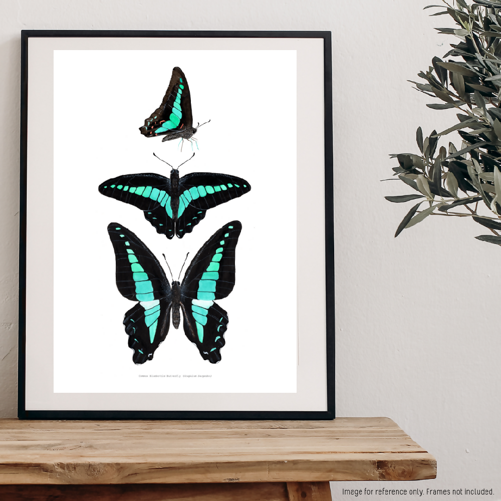 Watercolour Art Print - The Insect Series - 'Common Bluebottle Study'