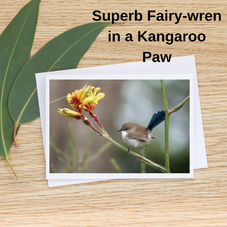 Blank Greeting Card - Male Superb Fairy-wren in a Kangaroo Paw Photo