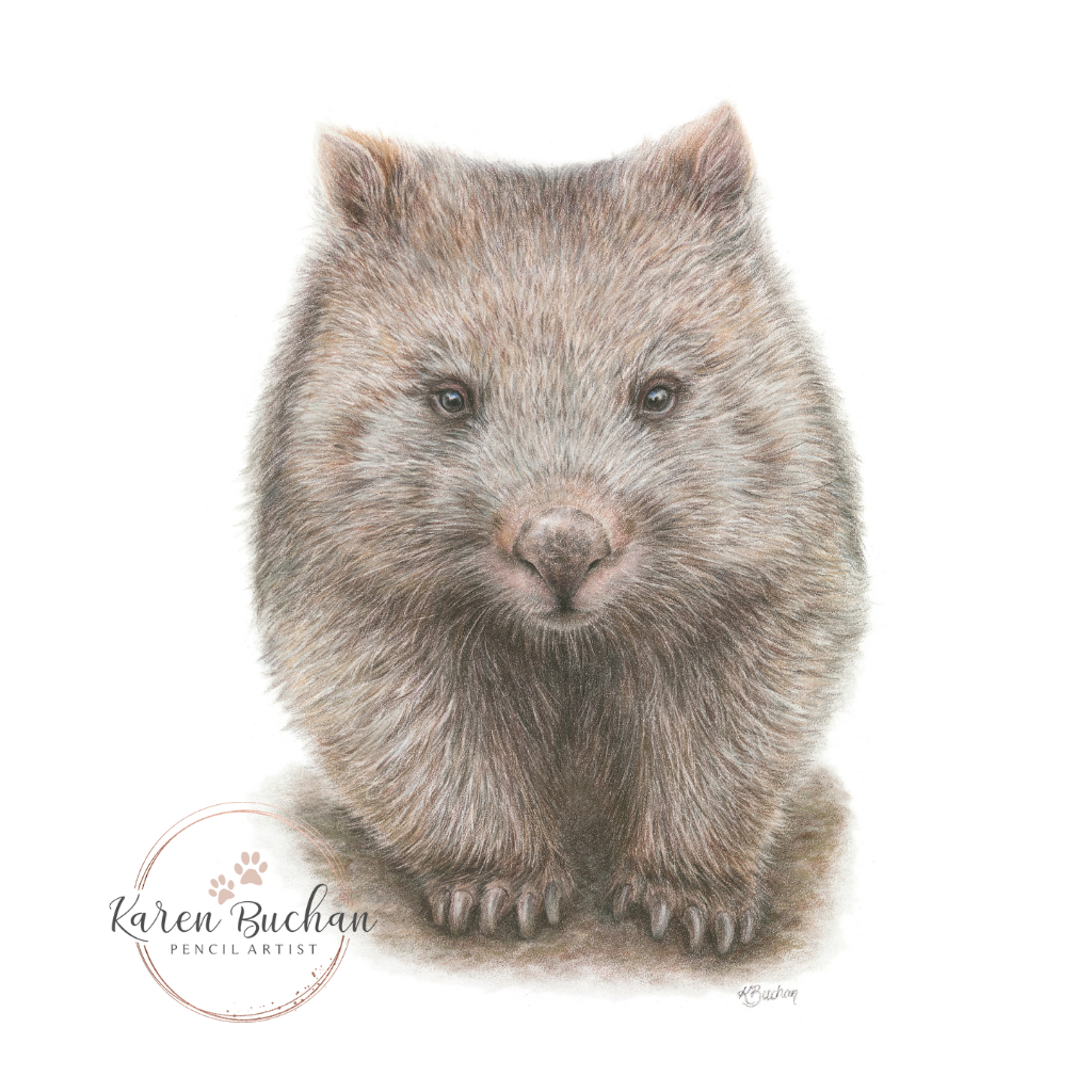 Wombat | Blank Greeting Card | Australian Wildlife | Recycled