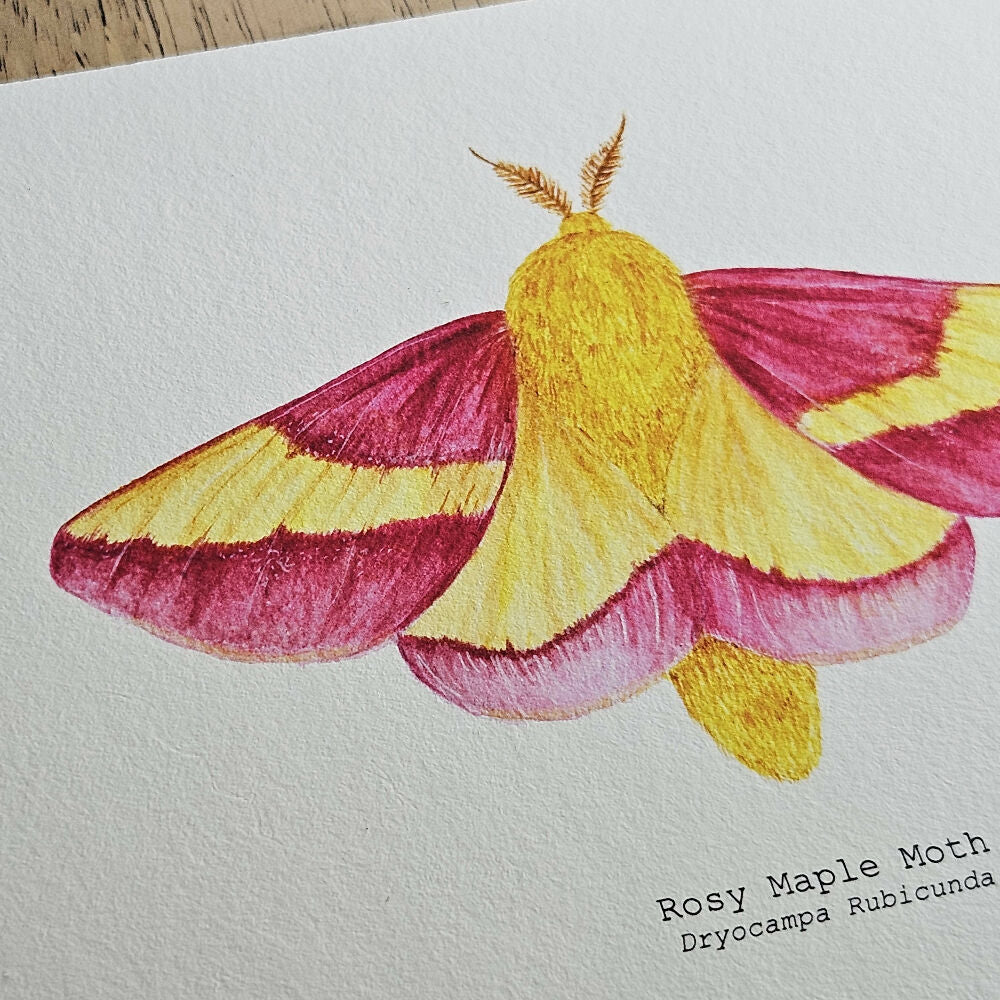 art print - the fauna series - rosy maple moth