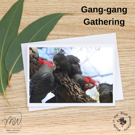 Blank Greeting Card - Gang-gang Gathering