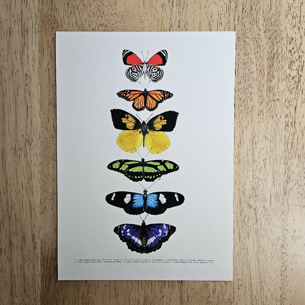 art print - the fauna series - rainbow butterfly collage