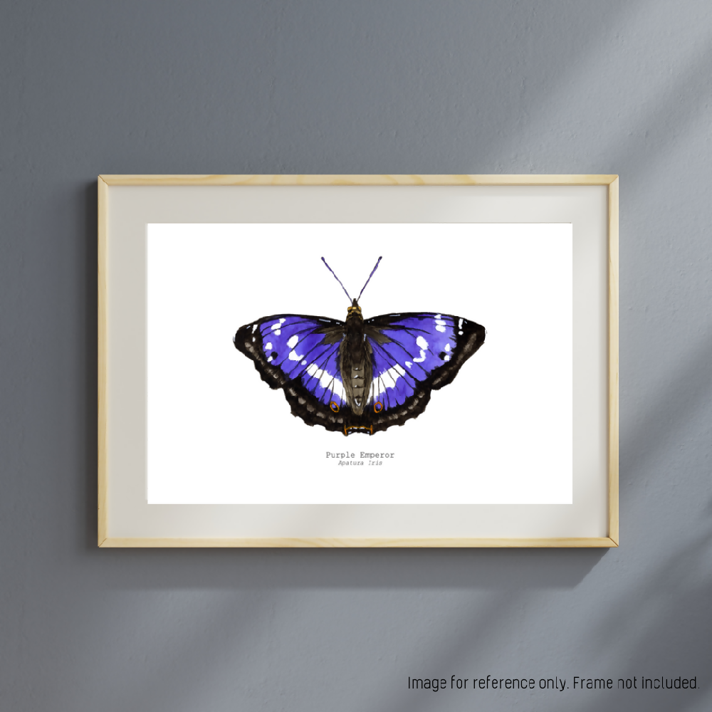 the fauna series - purple emperor butterfly