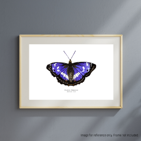 Watercolour Art Print - The Fauna Series - 'Purple Emperor Butterfly'