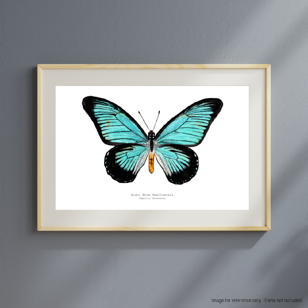 the insect series - giant blue swallowtail