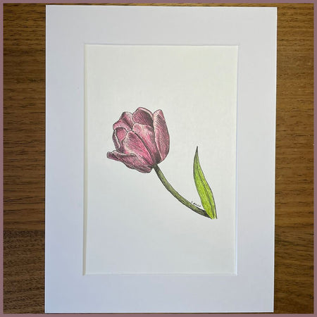 Pretty Pink Tulip - Original Drawing
