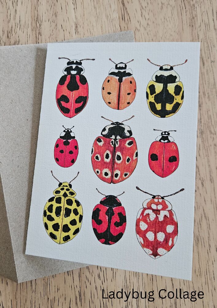 greeting cards - bugs